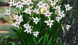 ORCHID GLADS
