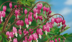 BLEEDING HEARTS