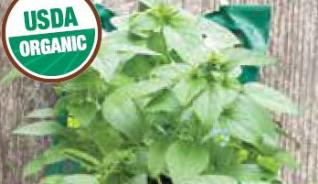 ORGANIC LARGE LEAF BASIL HANGING SEED KIT