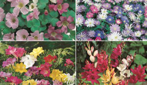 COLORFEST COLLECTION