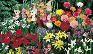 GARDEN SPECTACULAR