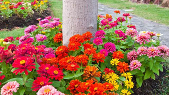 RAINBOW DWARF ZINNIA FLOWER TREE RING