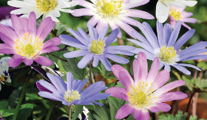 MIXED ANEMONE BLANDA