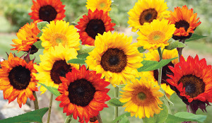 SUNFLOWER FLOWER MAT