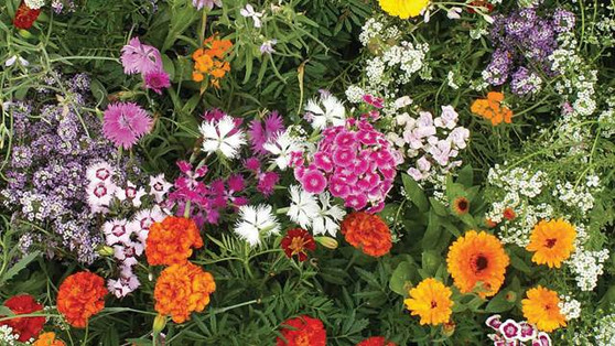 FRAGRANT BLOOMS FLOWER GARDEN