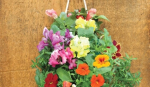 HUMMINGBIRD HANGING SEED KIT