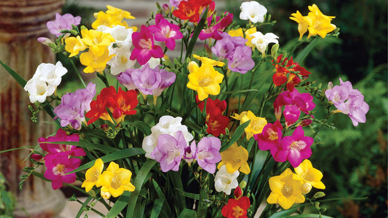 MIXED FREESIA