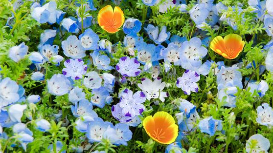 BLOOM SCRAPE FLORAL GROUND COVER MIX