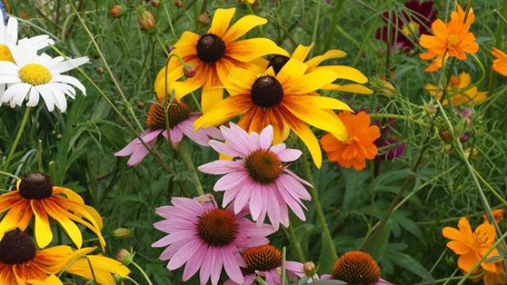 CUT FLOWER BOUQUET GARDEN