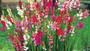 MIXED IXIA