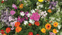FRAGRANT BLOOMS FLOWER GARDEN