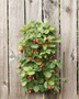 HANGING STRAWBERRY KIT
