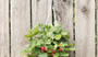 HANGING STRAWBERRY KIT