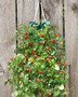 CHERRY TOMATO HANGING SEED KIT