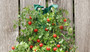 CHERRY TOMATO HANGING SEED KIT