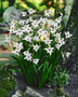 ORCHID GLADS