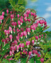 BLEEDING HEARTS