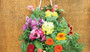 HUMMINGBIRD HANGING SEED KIT