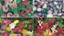 COLORFEST COLLECTION