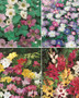 COLORFEST COLLECTION