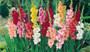 MIXED GLADS