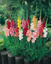 MIXED GLADS