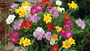 MIXED FREESIA