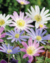 MIXED ANEMONE BLANDA