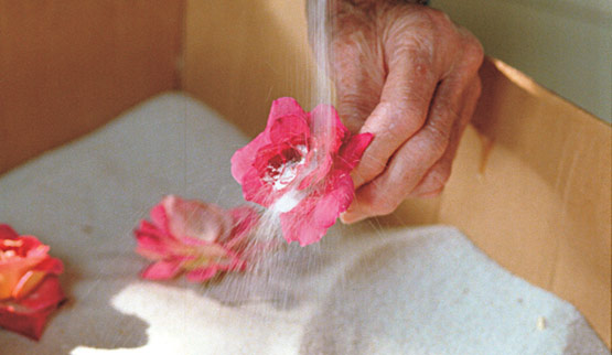 flowerdryingsample.jpg