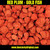Red Plum - Gold Fish 1kg