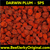 Darwin Red Salty Plum 2kg FREE DELIVERY (Road)