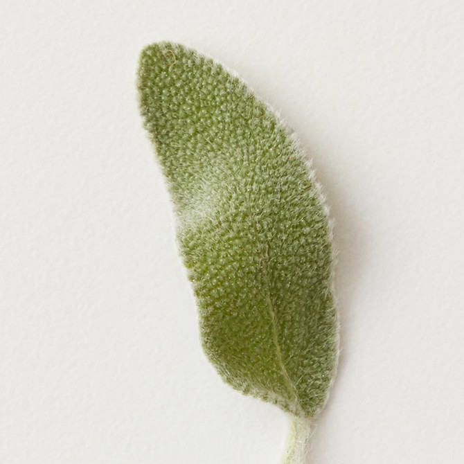 AG Care Conditioning Mist Detangling Spray 355ml