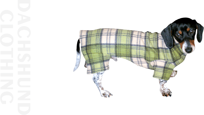 dachshund