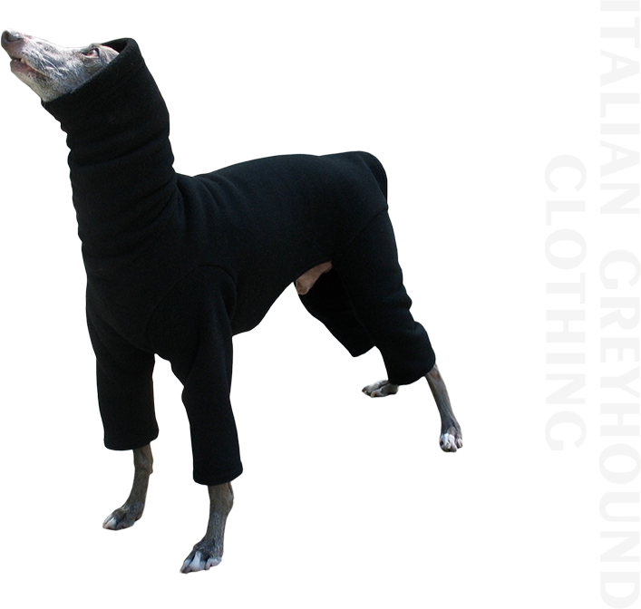 greyhound