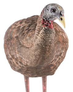 Avian X LCD Breeder Hen Turkey Species