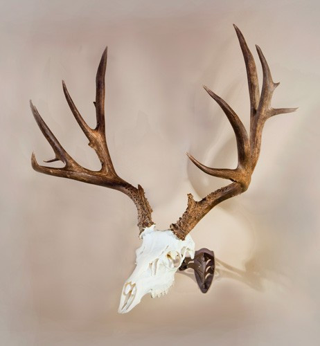 SKULL HOOKER LITTLE HOOKER POWDER COAT BROWN