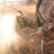 Wildlife Research Fresh Pine Cover Scent Spray Can 8oz