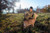 Montana Decoy Deer Dreamy DOE