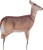 Montana Decoy Deer Dreamy DOE