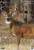 Birchwood Casey Pregame Targets Deer 16.5"x24" 3/ct