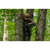 Timber Ninja Kunai Platform