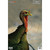 Birchwood Casey B/C Pregame Turkey TGT 8-12X18