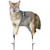 Montana Decoy Song Dog Coyote
