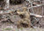 Red Rock Ghillie Suit Desert 5 Piece Adult Medium/Large
