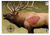 Birchwood Casey Pregame Elk Paper Target 16.50"