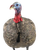 Avian X LCD Quarter-Strut Jake Turkey Species