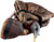 Avian X LCD Feeder HEN Decoy