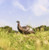 Flextone Decoys Thunder Chick Upright Hen Decoy with Stake - FGDCOY00315