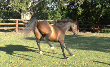 Ollie - the transformation that saved his life Ollie - the transformation that saved his life
