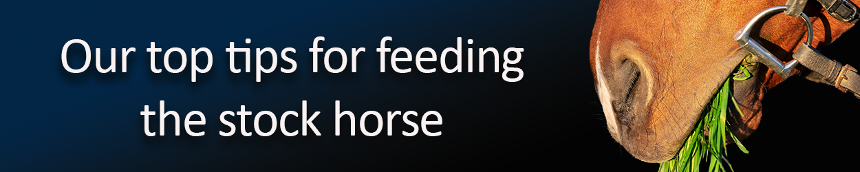 top-tips-for-feed-stock-horse.png